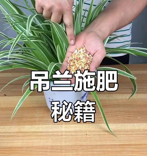 吊兰茂盛生长的秘诀是什么？