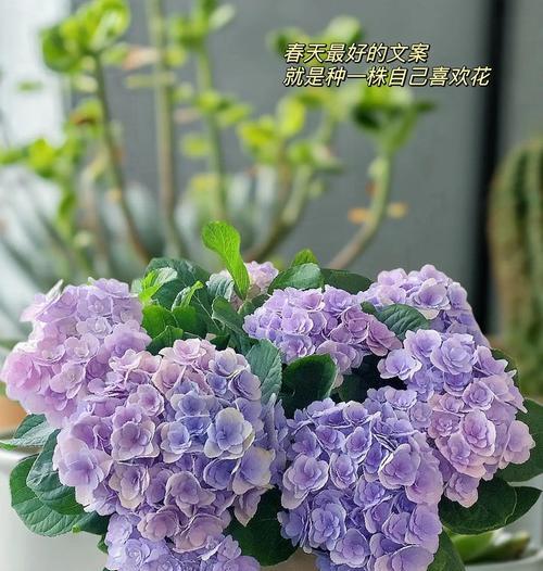 白色绣球花有哪些品种？如何养护白色绣球花？