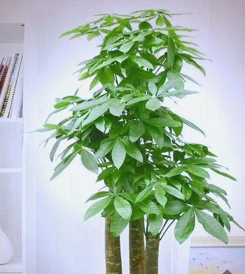 发财树摆放的风水讲究有哪些？