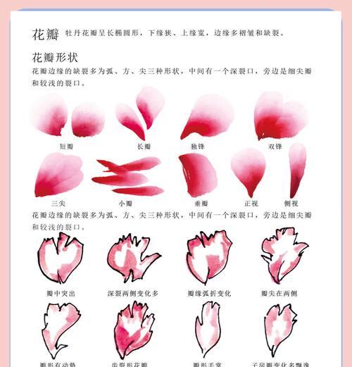 牡丹怎么修剪？修剪的最佳时间和步骤是什么？