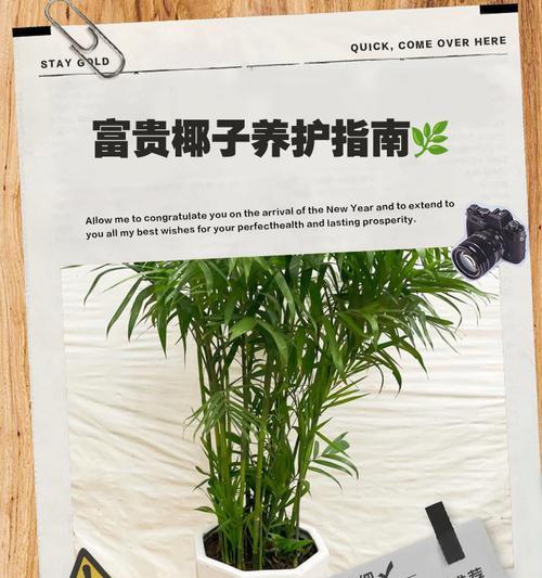 富贵子结果的条件和养护技巧是什么？