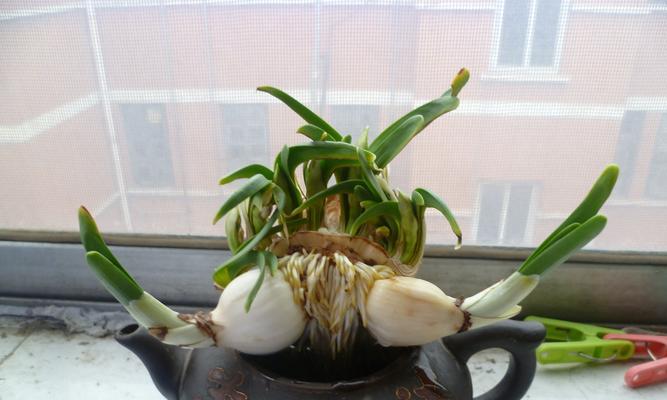 水仙花疯长如何控制？