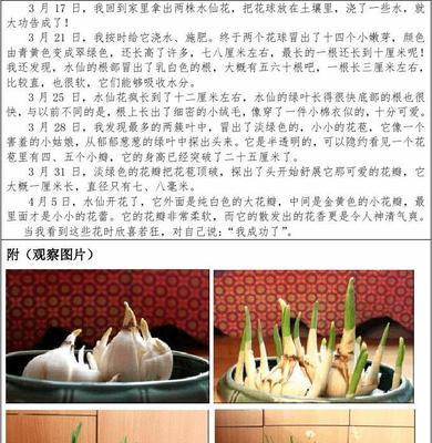 水仙花疯长如何控制？
