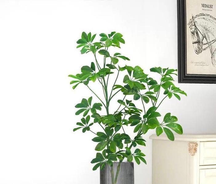 可以水培的植物有哪些？水培植物的优势和养护技巧是什么？