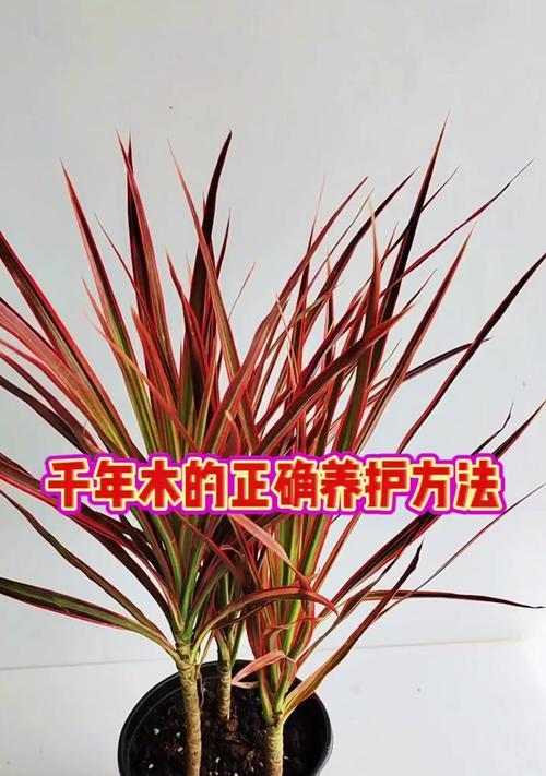 千年木的繁殖方法有哪些？