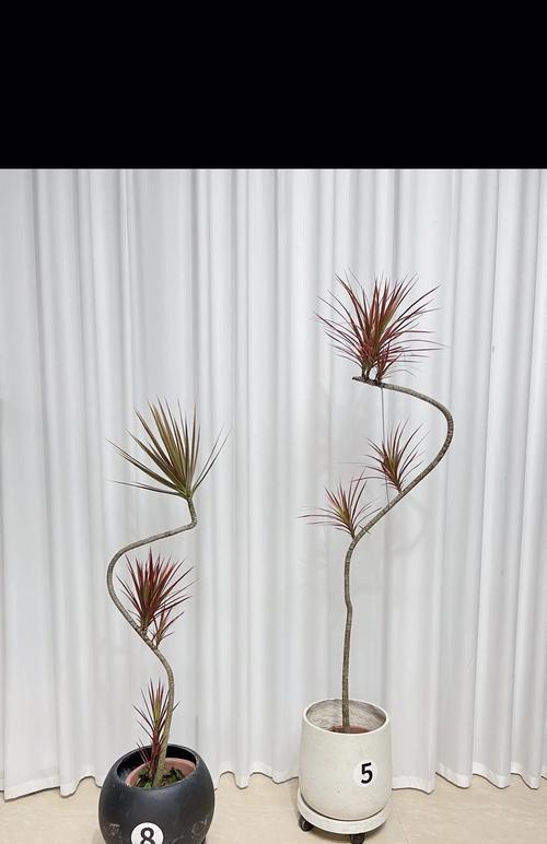 千年木的繁殖方法有哪些？