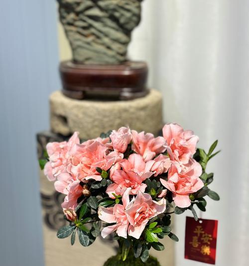 盆栽杜鹃的正确养护方法是什么？怎样防止落叶？