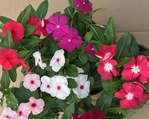 日日春种子种植步骤有哪些？