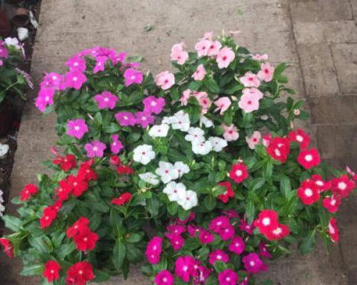 日日春种子种植步骤有哪些？