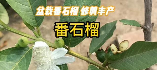 番石榴盆栽的步骤和注意事项有哪些？