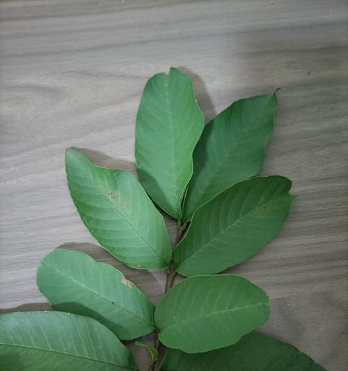 番石榴盆栽的步骤和注意事项有哪些？