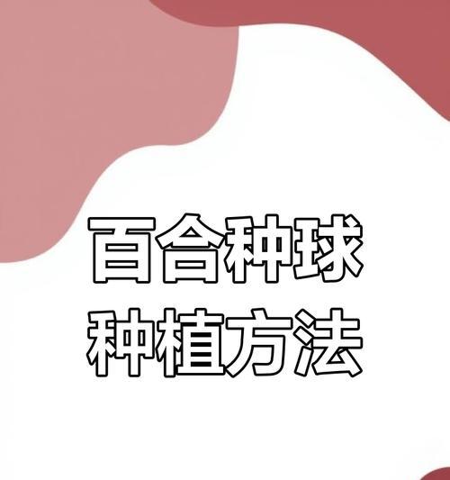 百合花球种植技巧？如何确保良好生长？