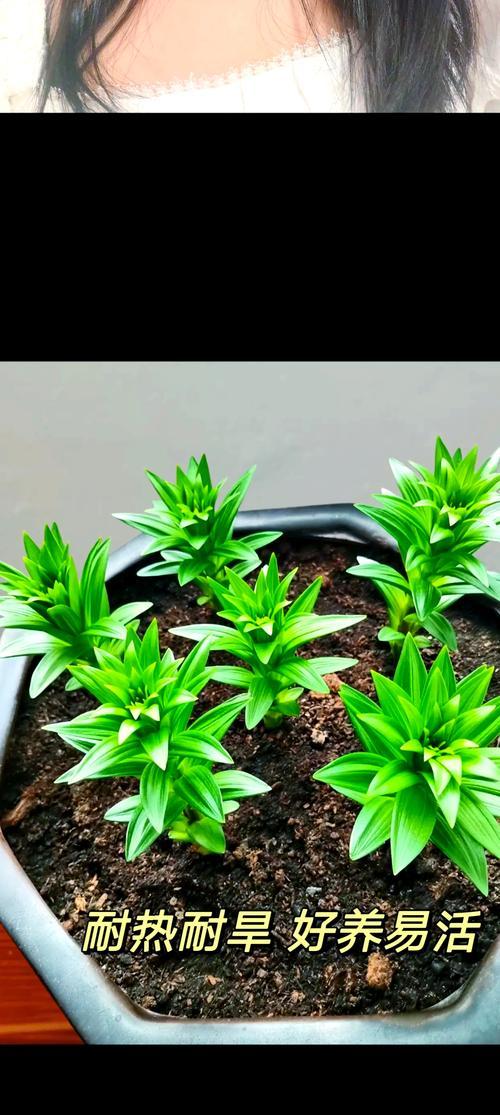 百合花球种植技巧？如何确保良好生长？