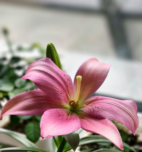 百合花球种植技巧？如何确保良好生长？