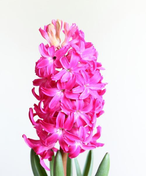 风信子是什么意思？风信子的花语和象征意义是什么？