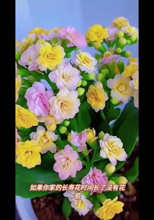 家里养哪些鲜花最为合适？
