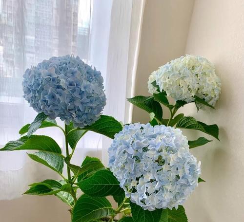 家里养哪些鲜花最为合适？