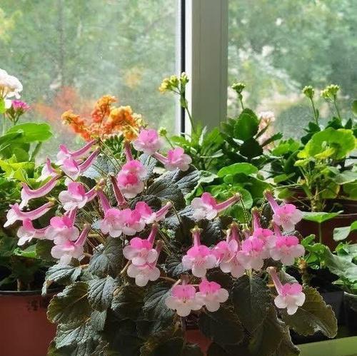 家里养哪些鲜花最为合适？