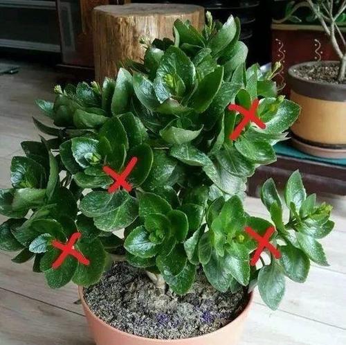 鹿角长寿花的养殖方法是什么？