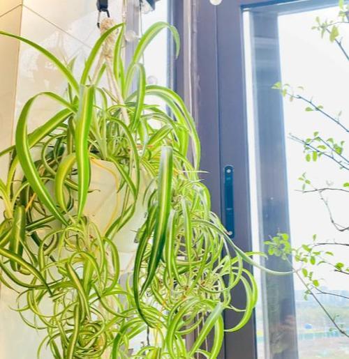 哪些花卉不需要阳光直射？适合室内养护吗？