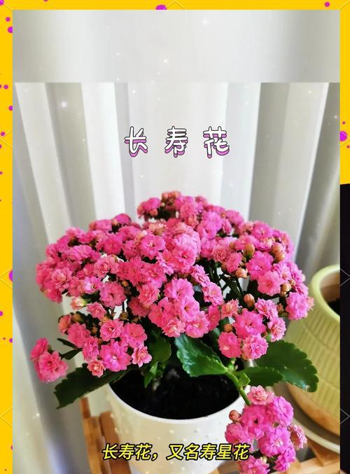 哪些花卉不需要阳光直射？适合室内养护吗？
