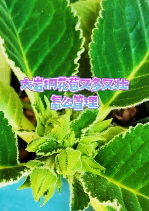 大岩桐修剪的最佳时机是什么时候？如何修剪大岩桐？