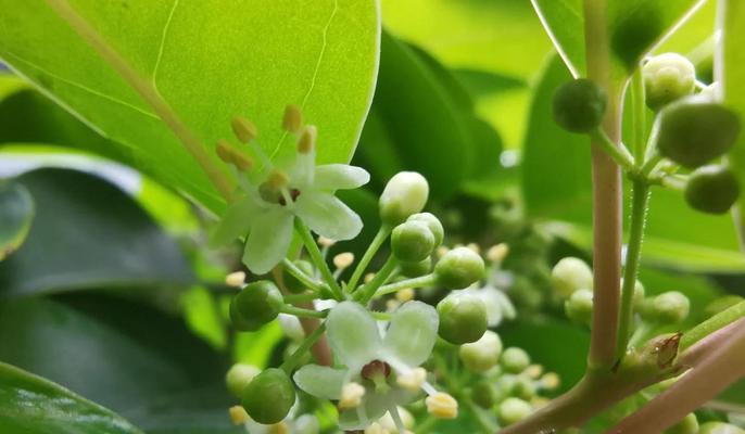 冬青科植物有哪些？它们的观赏价值和种植要点是什么？