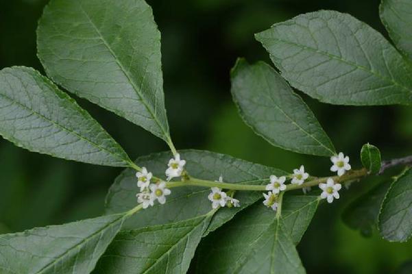冬青科植物有哪些？它们的观赏价值和种植要点是什么？