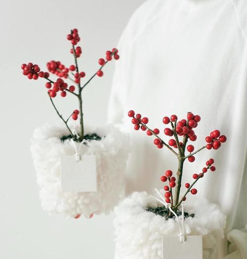 冬青科植物有哪些？它们的观赏价值和种植要点是什么？