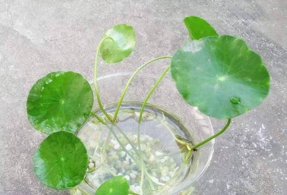 水培盆景种类丰富吗？水培盆景的养护技巧是什么？