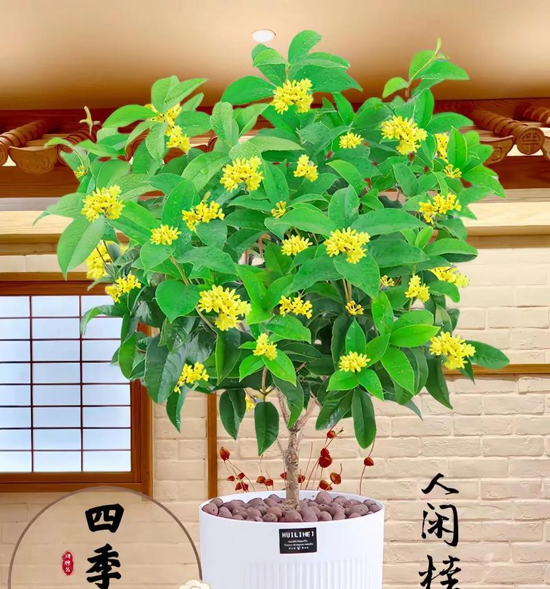桂花通常在哪个季节开花？