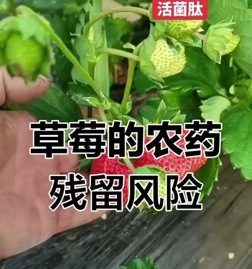 草莓养殖过程中常见的问题有哪些？