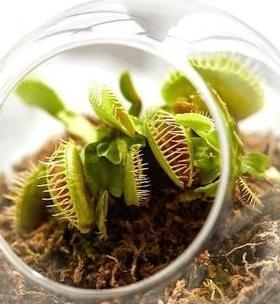 苍蝇草的养殖方法是什么？怎样才能养出健康的苍蝇草？