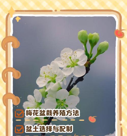 夏季梅花的养护技巧有哪些？
