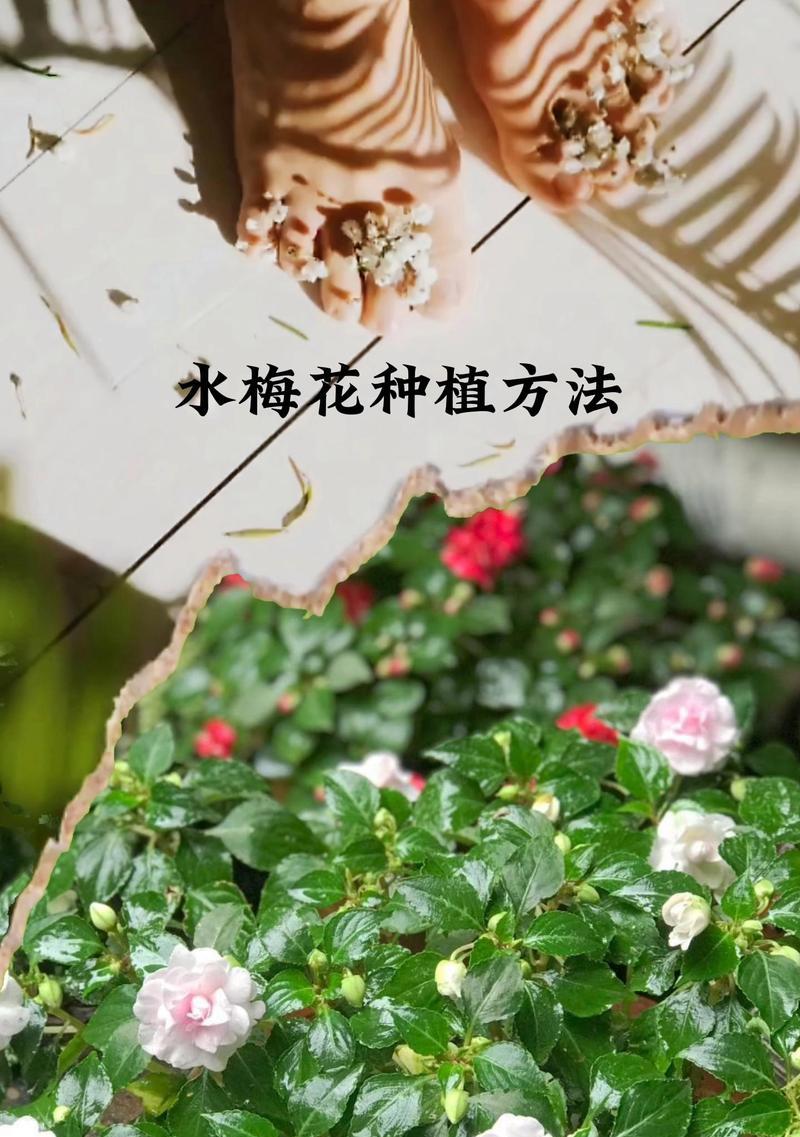 夏季梅花的养护技巧有哪些？