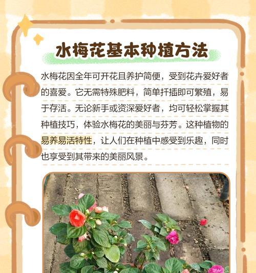 夏季梅花的养护技巧有哪些？