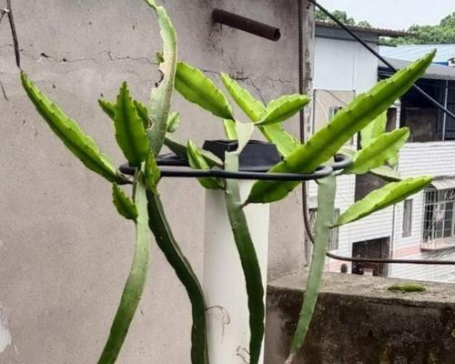 火龙果为什么不结果？如何促进火龙果的开花结果？