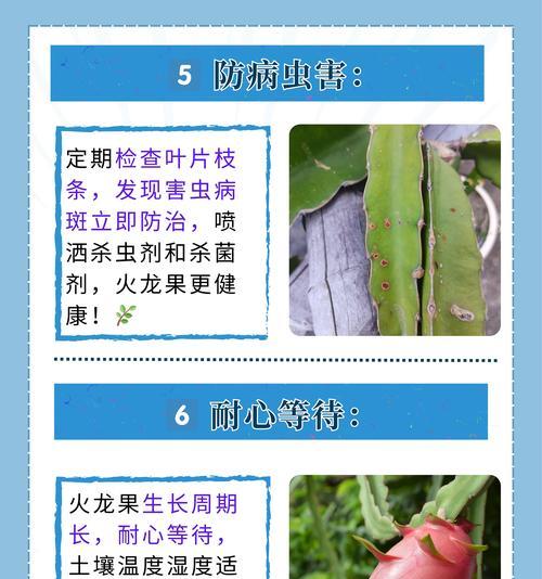 火龙果为什么不结果？如何促进火龙果的开花结果？