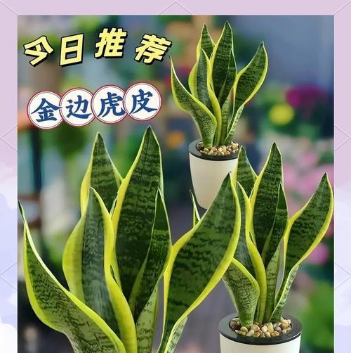 虎皮兰的养殖技巧有哪些？