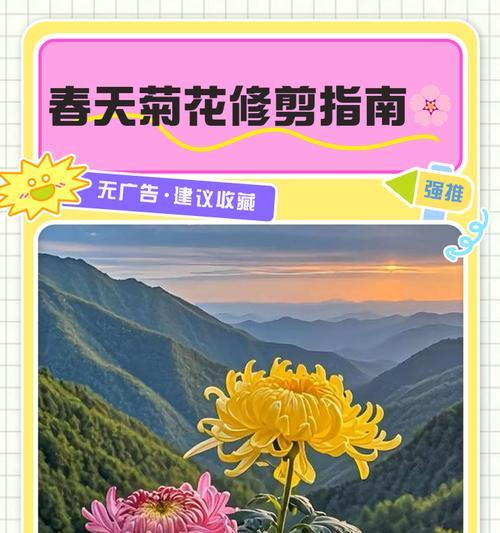 多头菊修剪的正确方法是什么？