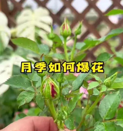 月季花期如何延长和增多？
