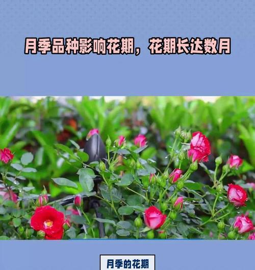 月季花期如何延长和增多？