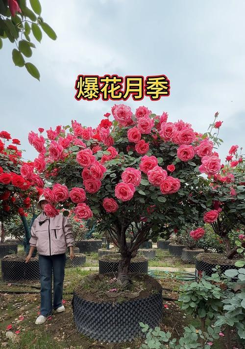 月季花期如何延长和增多？