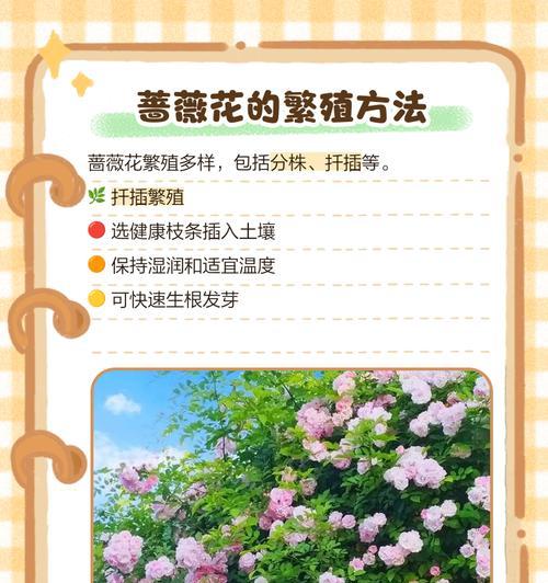 蔷薇花有多少品种？如何选择适合自己的蔷薇品种？