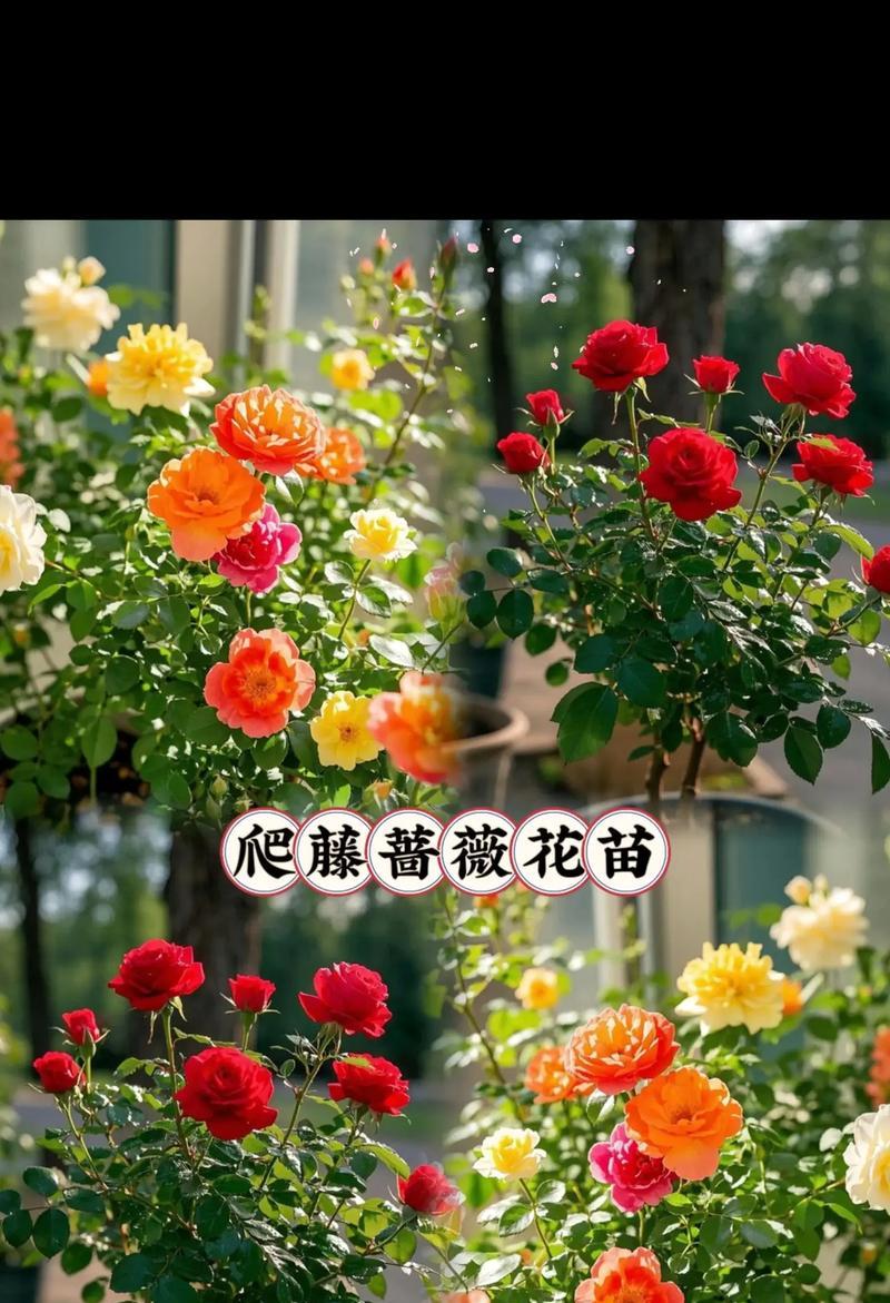 蔷薇花有多少品种？如何选择适合自己的蔷薇品种？