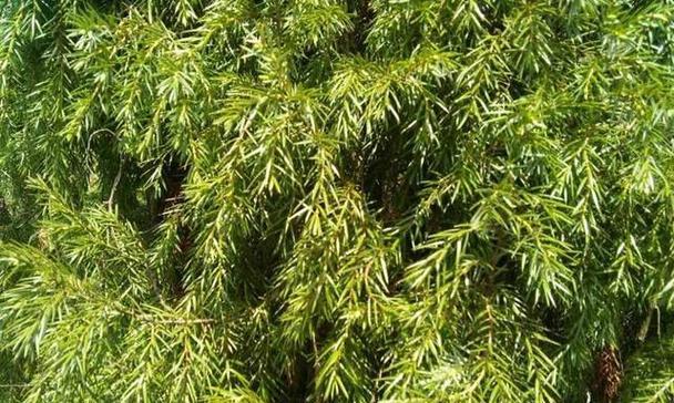 柏树种植需要注意哪些要点？有哪些有效的种植方法？