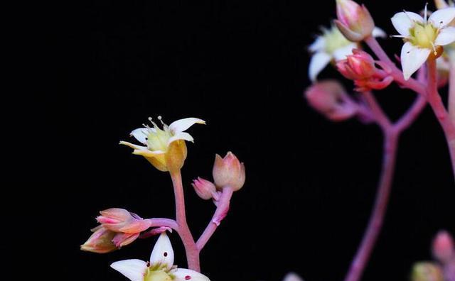 桃美人开花授粉技巧是什么？