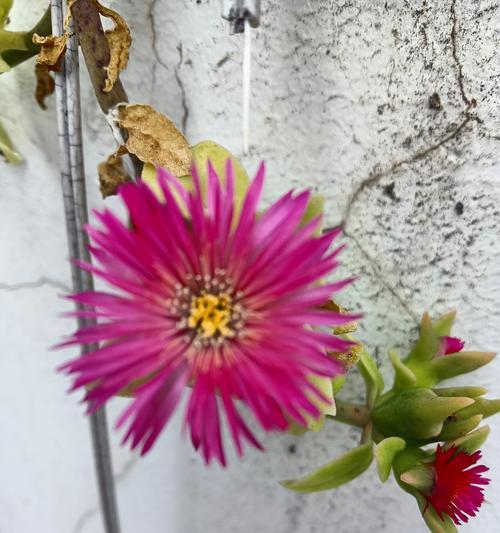 牡丹花叶子发黄的解决措施？