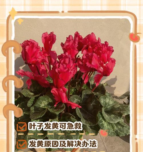 牡丹花叶子发黄的解决措施？