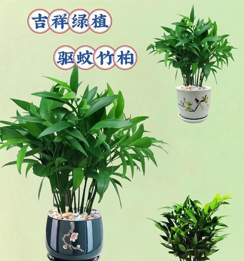 哪种盆景能有效驱蚊？盆景驱蚊的原理是什么？